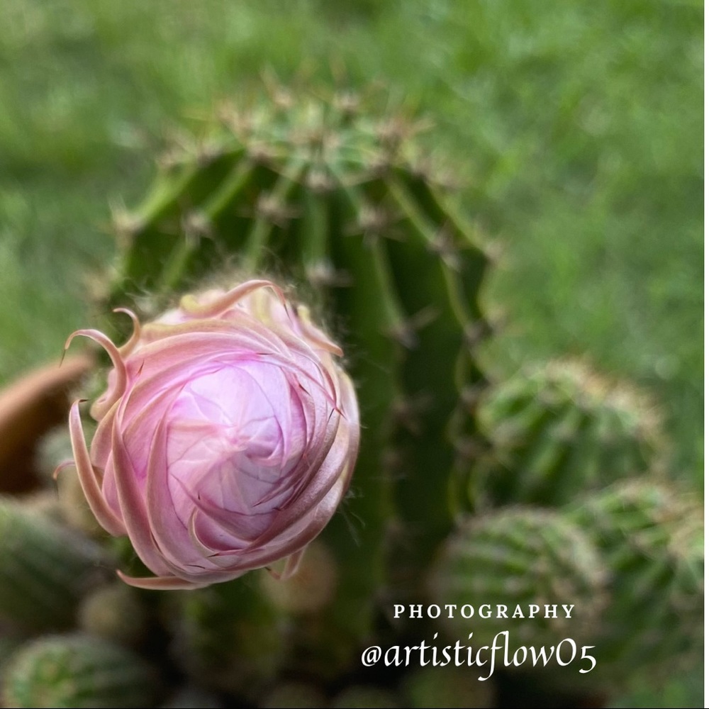 Springtime Cactus Flowers - Picture 3 of 3